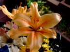 Fiore Fiore