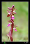 Orchis collina Orchis collina