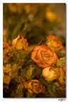 Test 50ino