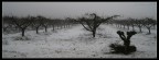 neve neve