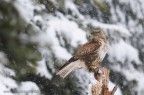 Nevicata per una Poiana Nevicata per una Poiana