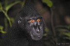 Macaco nero1, Jungla di Bangkoko, Nord Sulawesi, Indonesia. Specie in via di estinzione