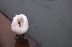 cigno cigno