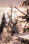 L'albero delle fiabe L'albero delle fiabe