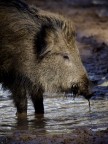 Il cinghiale che si disseta
