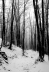 Winter Winter