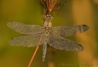 libellula di cristallo