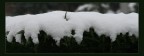 snow snow