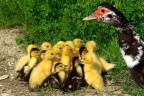 La mamma La mamma