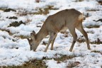 Capriolo,il frugale pasto invernale...