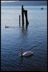 Cigno Cigno