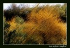 Colors Colors