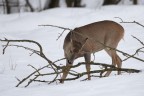Capriolo,un' insolita dieta... Capriolo,un' insolita dieta...