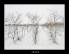 ...TREES...
