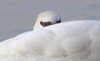 Cigno 1 Cigno 1