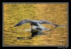LA PESCA LA PESCA