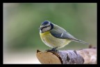 Cinciarella Cinciarella