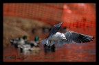 In volo In volo