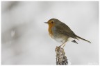 Pettirosso sotto la neve