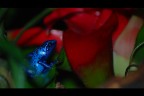 MeTalLic FrOg MeTalLic FrOg