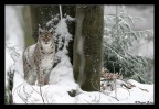 Female Lynx