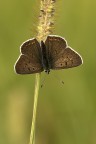 Licaena tityrus Licaena tityrus