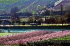 ...voglia di primavera ...voglia di primavera