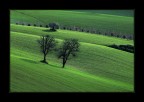 I due alberi I due alberi