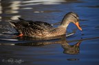 Quack II Quack II