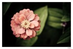 Fiore 3 Fiore 3