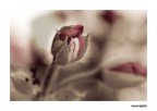 Fiore 4 Fiore 4