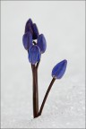 Primavera Primavera