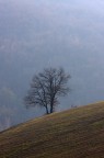 Solitario Solitario