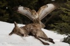 La dura legge della natura - Poiana su Cervo La dura legge della natura - Poiana su Cervo