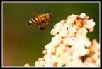 In Volo In Volo