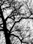L'albero dei pensieri L'albero dei pensieri