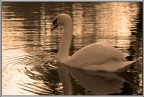 Cigno!!! Cigno!!!