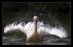 Pelicano furioso Pelicano furioso