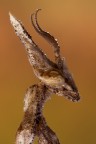 Empusa Empusa