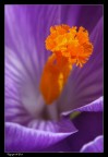 Flower02 Flower02