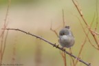 Occhiocotto femmina Occhiocotto femmina
