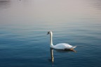 Cigno - prima prova 450D Cigno - prima prova 450D
