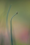 mosquitino mosquitino