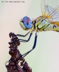 L'ultima libellula L'ultima libellula