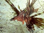 Pesce scorpione 2 Pesce scorpione 2