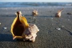 Furono feroci predatori di molluschi bivalvi.
Ora forze della Natura pi� potenti di quanto potessero immaginare, indifferenti, li rovesciano a morire sulla battigia: un ambiente per loro alieno quanto per noi pu� essere la superficie lunare.
E noi ci illudiamo che sia la Natura a doverci temere?
