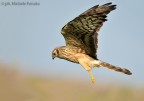 Albanella minore femmina Albanella minore femmina