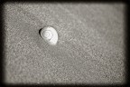Una conchiglia nel deserto Una conchiglia nel deserto