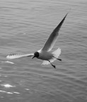 fly fly