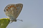 Polyommatus icarus Polyommatus icarus